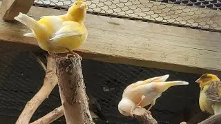 A Canária foi pro ninho