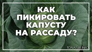 Как пикировать капусту на рассаду? | toNature.Info