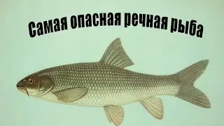 “DANGER UNDERWATER”: Three RIVER FISH That Pose a THREAT to HUMANS