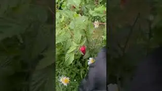 Воришка пойман!!!