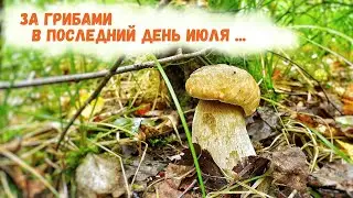 За грибами в последний день июля. Лес после дождей.