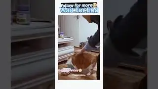 Baangad Billa funny videos 😂😂 #funny #video #baangadbilla#youtubeshorts #trending #facts