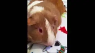 Guinea Pig Stare Down