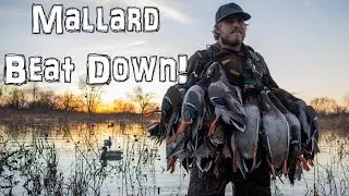 Mallard Beat Down! | Public Land Kansas Duck Hunt 2016