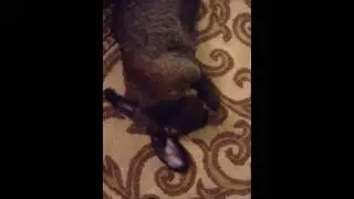 This is how Samantha grooms her ears!