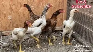Oh Shamo Breeding Hens