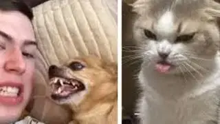 Злые Смешные Собаки и Кошки из ТикТок!