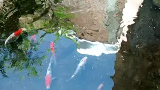 KOI FISH