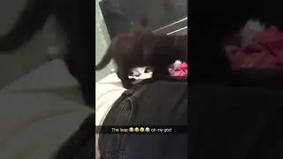 Little kitten jumping