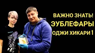 Эублефары. Важно знать.