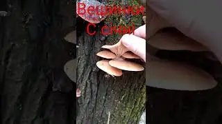 гриби 2023 г - я був в шоці - 3 січня