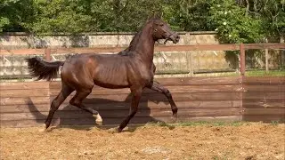 Not for sale. Mare Marina by Morricone - Franklin *2023, 1 y.o., OL