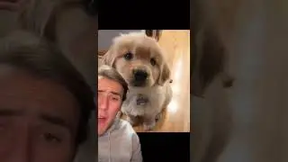 Dog part 1