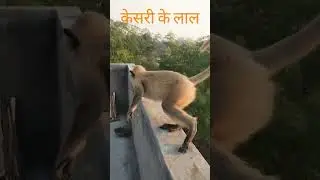 kijo kesari ke laal