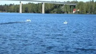 Swan's fighting. Драка лебедей