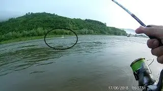 2 specii 1 zi / Catch & Release la avat si șalau