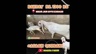 Asaan Sasti qurbani | Bakra Sirf 1300 per Kg k hisaab se | 03326247222
