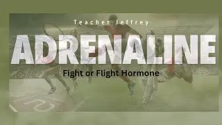 Adrenaline I Fight or Flight Hormone