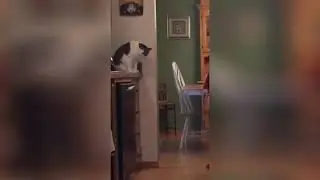 Funny animals to laugh at Lustige Tiere zum lachen 😸😸😸😸