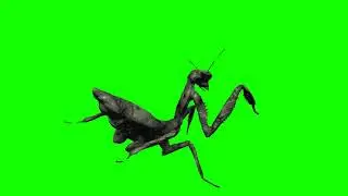 4K Green Screen Free - PRAYING MANTIS