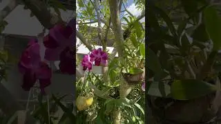 Орхидеи в живой природе #bali  #orchids #flowers #орхидеи_уход #орхидеи