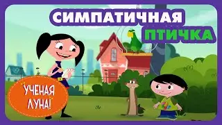 УЧЕНАЯ ЛУНА! (51 серия) (2015) мультсериал