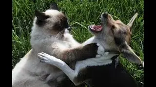 котопес funny dogs and cats