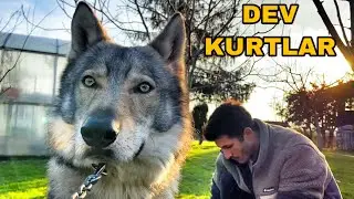 THE LARGEST WOLVES IN Türkiye | SHOULD THEY COME FACE TO FACE WITH KANGALS? 