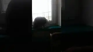 Кошка украла печенько#