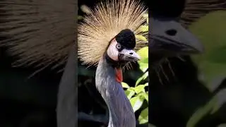 African Crowned Crane