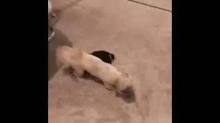 Dogs Rescue Toy From Vacuum Cleaner Attack! 😂 #shorts