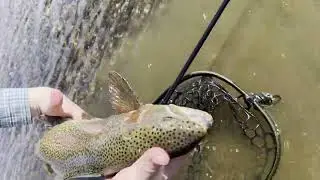 NIRVANA Kokoro 400 Prototype tenkara rod with 2 good sized trout