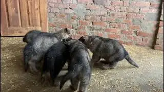 Щенки немецкой овчарки