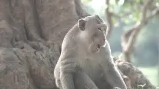 Monkey in jungle