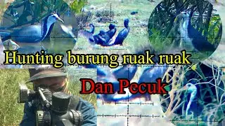 Hunting burung ruak ruak dan Pecuk
