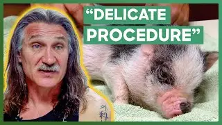 Dr. Jeff Performs His FIRST EVER Surgery On A Mini Pig | Dr. Jeff: Rocky Mountain Vet