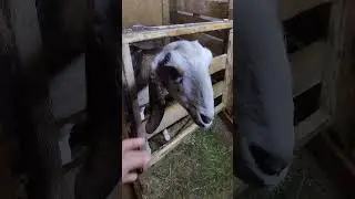 КАШЛЯЕТ КОЗА? НЕ ТОРОПИСЬ С ВЫВОДАМИ)