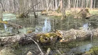 Wiosenne Obrazy Puszczy Białowieskiej