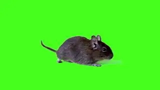 mouse green screen effect free 