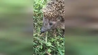 Удивительные гости пришли на участок