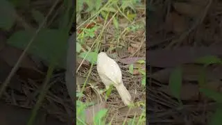 Albino Jungle Babbler #viralshorts  #shorts  #junglebabbler #albinobird