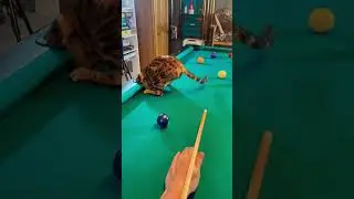 Bengal Cat Pool Referee from Tiktok Missed the Call 😂 #shorts (Viral Funny Cat Videos Cute)