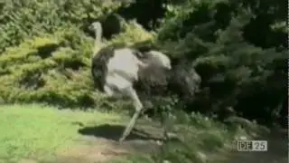 Vreemde vogels | De 25 grappigste huis- tuin- en keukenbloopers