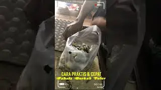 Hari Ini Telur Puyuh Laris Manis