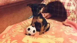 Знакомство с моим щенком | I Got a  PUPPY