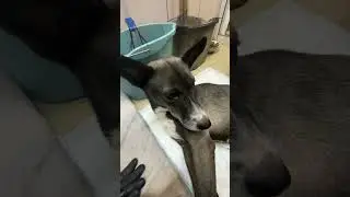 Элен 🐾
