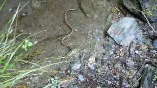 Couleuvre vipérine verte et jaune Hierophis Viridiflavus