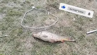 рыбалка на сазана в апреле.