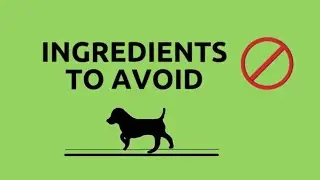 Best Puppy Food - Best Dog Food for Puppies (2020)