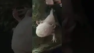 How adorable is this Albino Axolotl? #axolotl #albino #cute